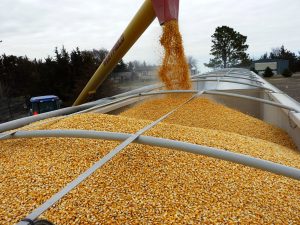 Перспективы лицензирования экспорта зерна